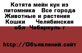 Котята мейн-кун из питомника - Все города Животные и растения » Кошки   . Челябинская обл.,Чебаркуль г.